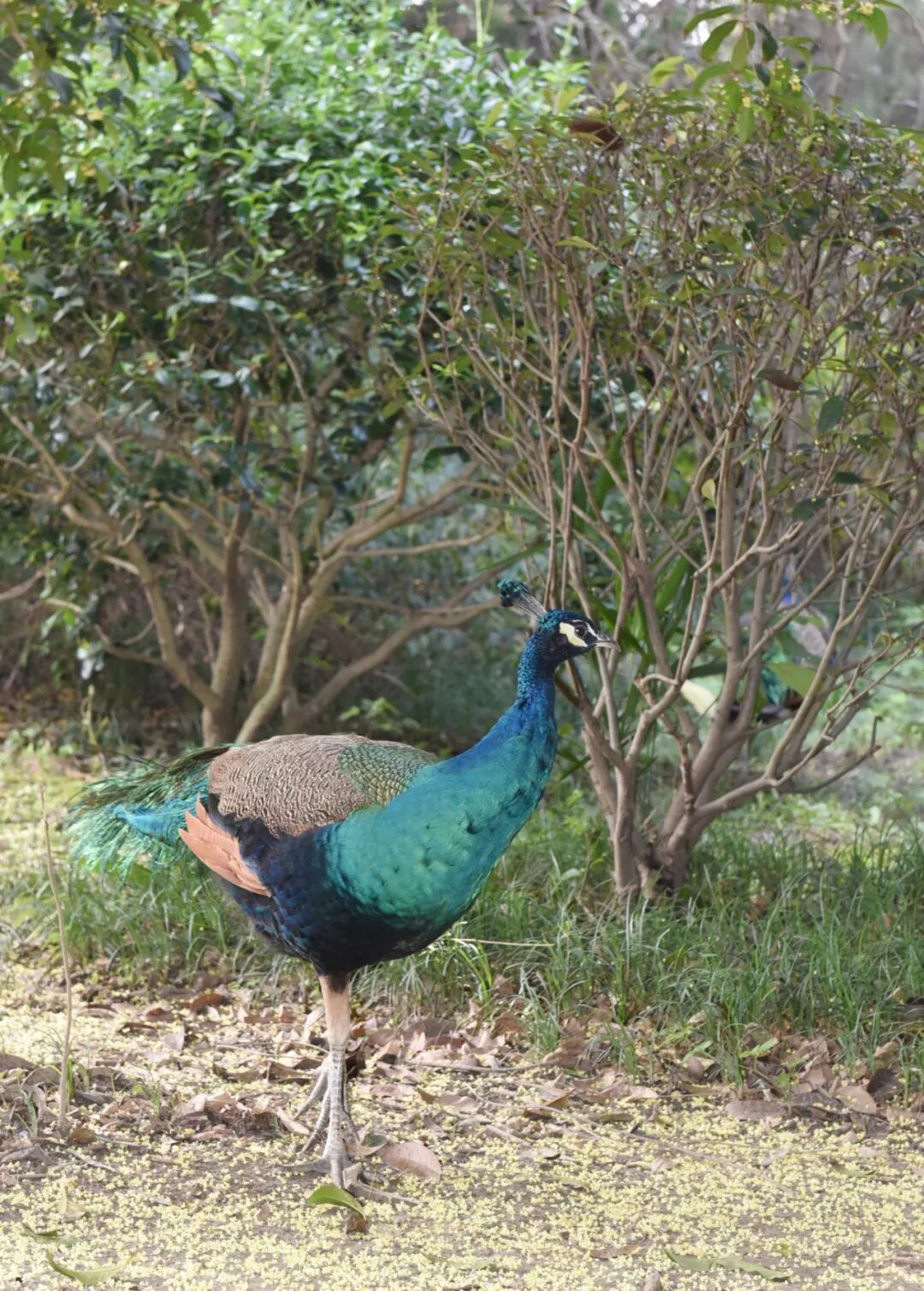 拾趣自然，乐在旷野(图11)