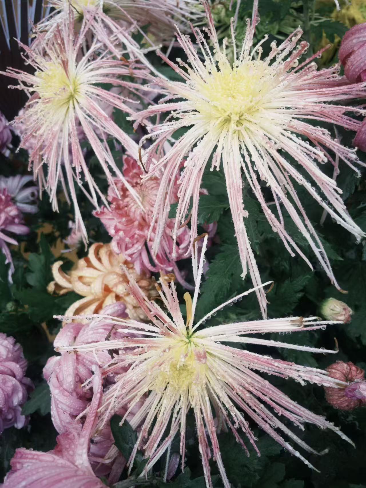 雨润琴音--扬州这场古琴研学太有料!(图3)